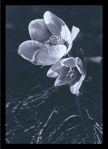ROSA D’INVERNO